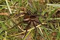Dolomedes_fimbriatus_D5088_Z_90_Canal du Nivernais_Frankrijk